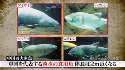 混養|青魚倶楽部：中国四大家魚ｽﾄｰﾘｰ